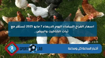 أسعار الفراخ البيضاء اليوم الأربعاء 7 مايو 2025 تستقر مع ثبات الكتاكيت والبيض